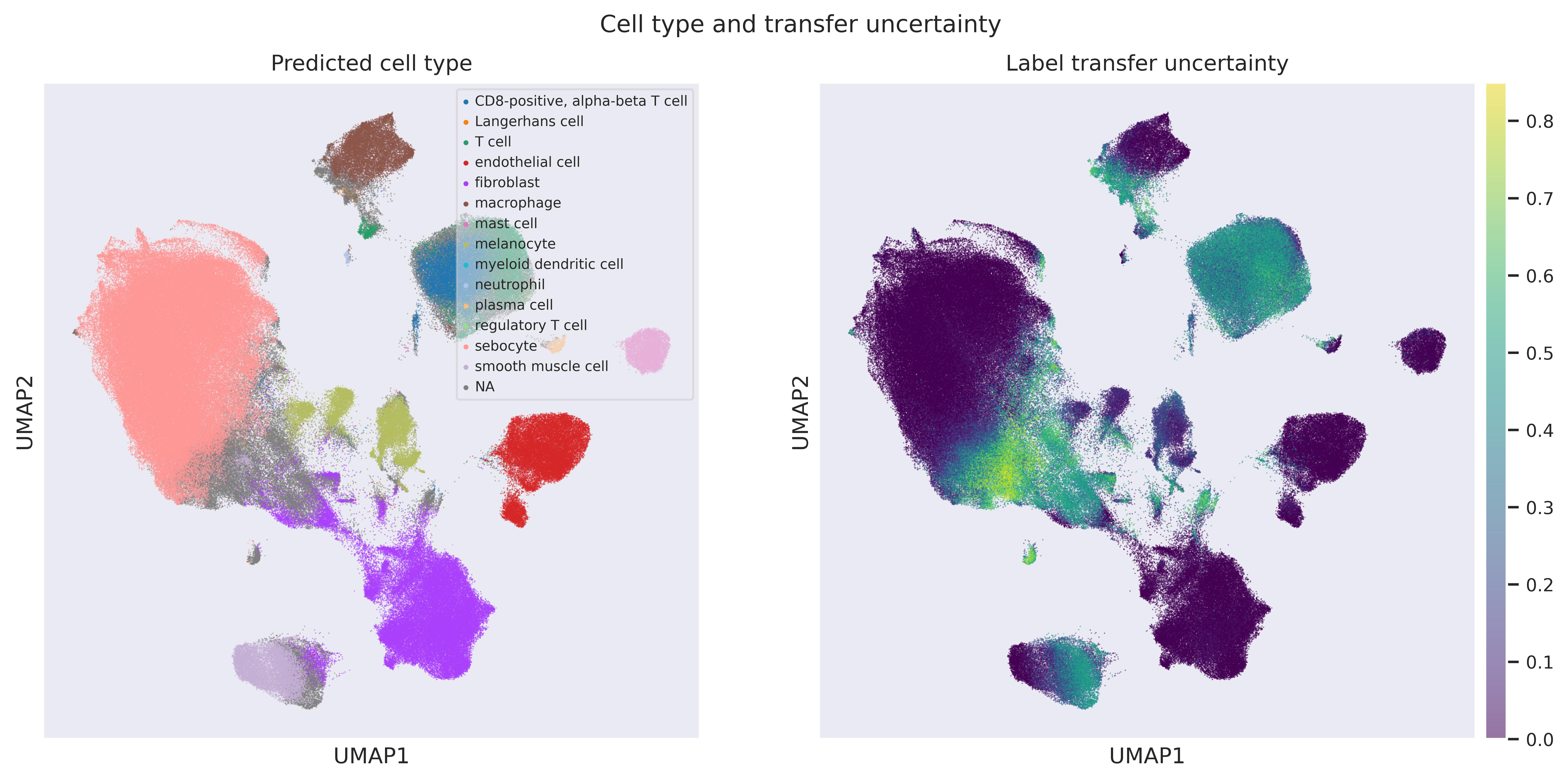 Label transfer UMAP