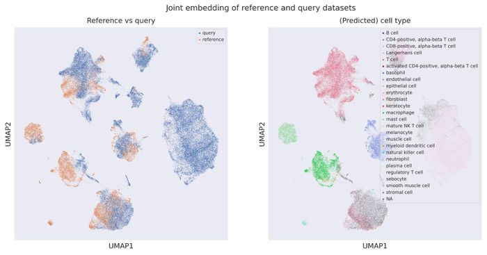 Cell origin UMAP