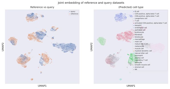 Cell origin UMAP