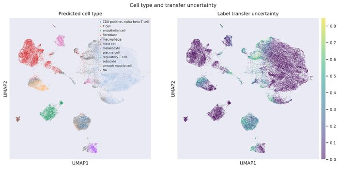 Label transfer UMAP