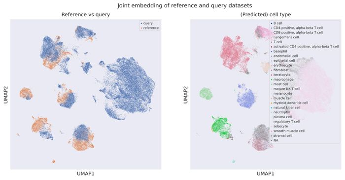 Cell origin UMAP