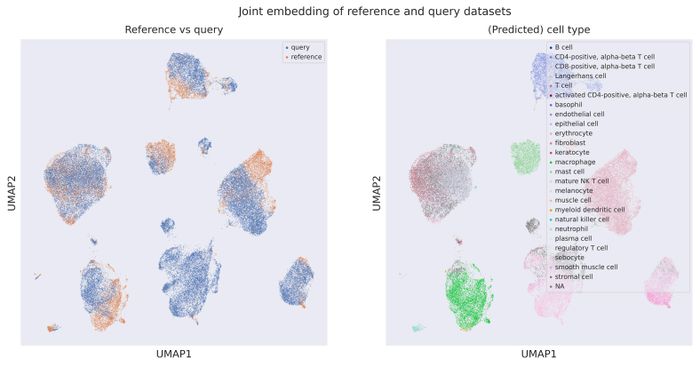 Cell origin UMAP