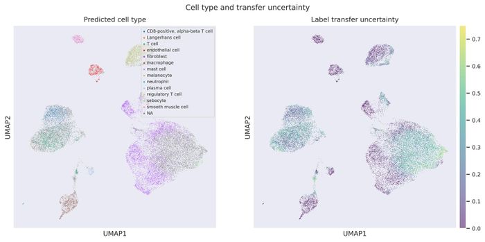 Label transfer UMAP