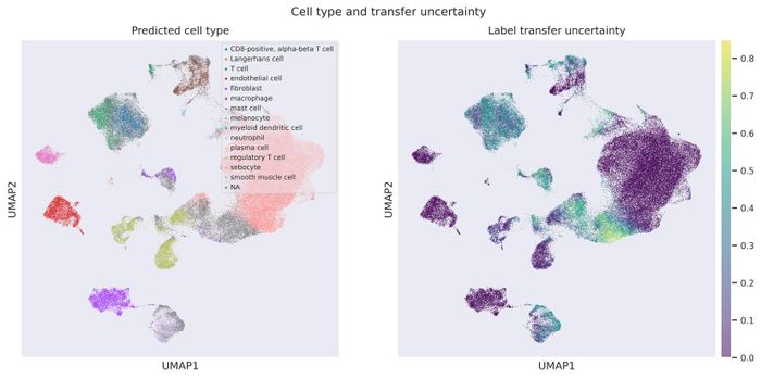 Label transfer UMAP