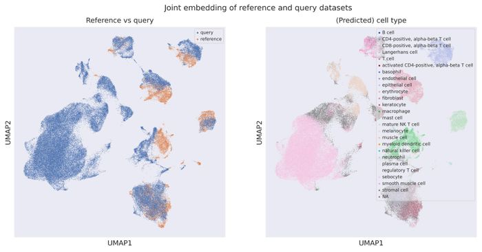 Cell origin UMAP