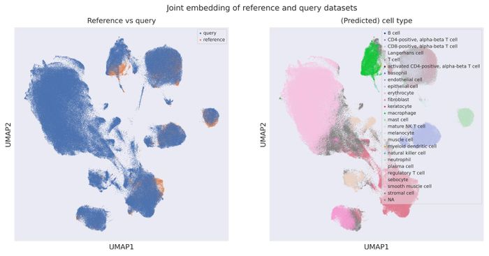 Cell origin UMAP